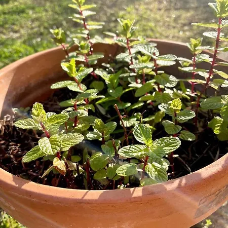 Avec Jardin Pour 6 Personnes A La Semaine Вилла Toga